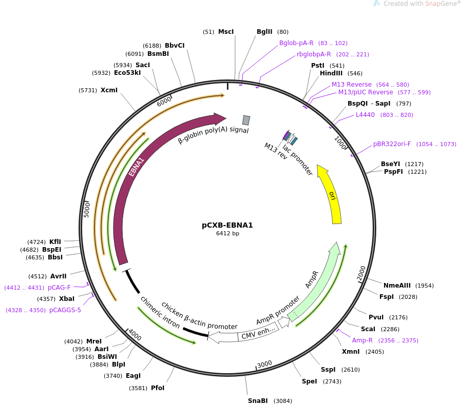 pCXB-EBNA1质粒图谱